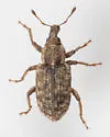 Listronotus echinatus
