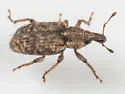 Listronotus echinatus - photo 2