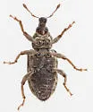 Listronotus echinatus - photo 4