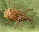 Listronotus echinodori - Listronotus echinodori