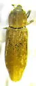 Listronotus filiformis - Listronotus filiformis