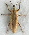 Listronotus filiformis - photo 2