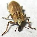 Listronotus filiformis - photo 3