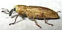 Listronotus filiformis - photo 4