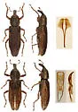 Listronotus filiformis - photo 5