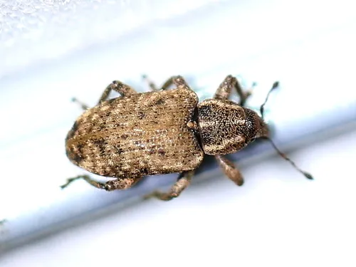Listronotus frontalis - Listronotus frontalis
