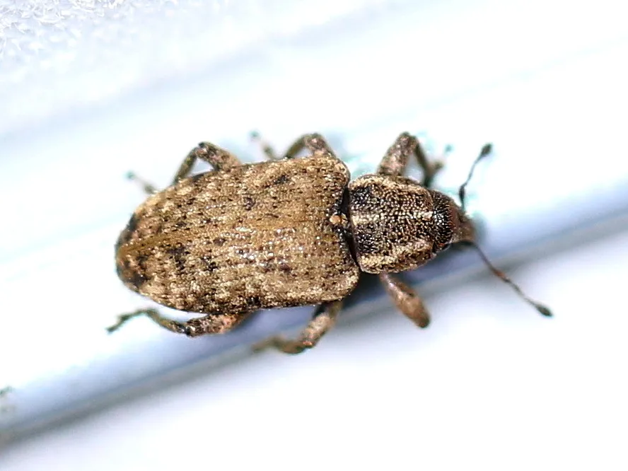 Listronotus frontalis - photo 2