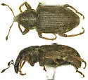 Listronotus grypidioides - Listronotus grypidioides