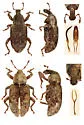 Listronotus hirtellus