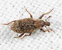 Listronotus hirtellus - photo 2