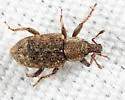 Listronotus hirtellus - photo 3