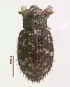 Listronotus hornii - photo 2