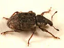 Listronotus humilis - photo 2