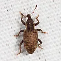 Listronotus humilis - photo 3