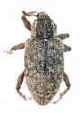Listronotus humilis - photo 4