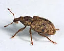 Listronotus humilis - photo 5