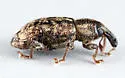 Listronotus lodingi - photo 2