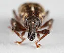Listronotus lodingi - photo 3