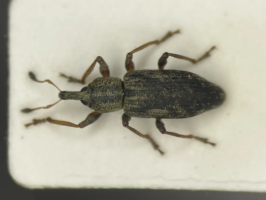 Listronotus lutulentus - photo 2