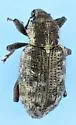 Annual Bluegrass Weevil - photo 2