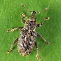 Annual Bluegrass Weevil - photo 3