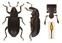 Annual Bluegrass Weevil - photo 4