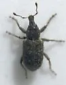Annual Bluegrass Weevil - photo 5