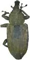 Listronotus marshalli