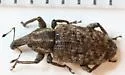 Carrot Weevil - Listronotus oregonensis