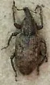 Carrot Weevil - photo 2