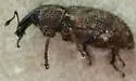 Carrot Weevil - photo 3