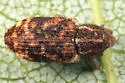 Carrot Weevil - photo 4