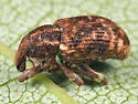 Carrot Weevil - photo 5