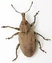 Listronotus pallidus - Listronotus pallidus