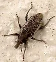 Listronotus palustris - Listronotus palustris