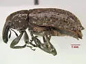 Listronotus palustris - photo 2