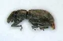 Listronotus porcellus - photo 2