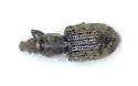 Listronotus porcellus - photo 3
