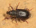 Listronotus porcellus - photo 4