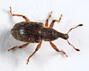 Listronotus porcellus - photo 5