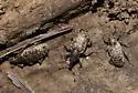 Listronotus punctiger - Listronotus punctiger