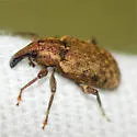 Listronotus rotundicollis