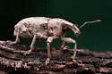 Listronotus scapularis - Listronotus scapularis