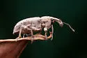 Listronotus scapularis - photo 2