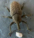 Listronotus scapularis - photo 3