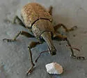 Listronotus scapularis - photo 4