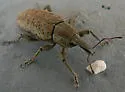 Listronotus scapularis - photo 5