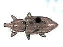 Listronotus sordidus - Listronotus sordidus