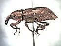 Listronotus sordidus - photo 2