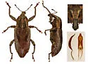 Listronotus sordidus - photo 3